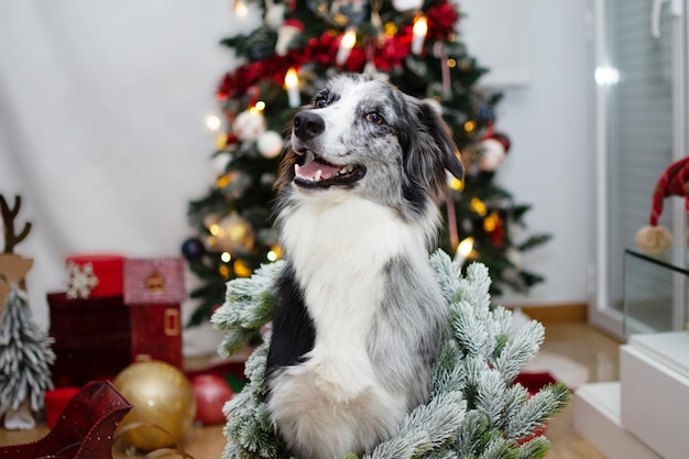 Portrait lächelnder Border Collie Hund feiert Weihnachten unter Weihnachtsbeleuchtung und Dekorationen