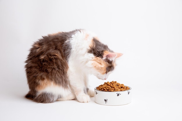 Portrait lustige süße graue und weiße Katze flauschig mit einer Schüssel Trockenfutter auf weißem Hintergrund