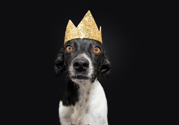 Portrait Mischlingshund feiert Halloween Silvester und Karneval isoliert auf schwarzem Hintergrund