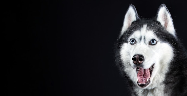 Portrait of Amazement Siberian Husky Dog öffnete den Mund überrascht auf isoliertem schwarzem Hintergrund Vorderansicht Kopierraum