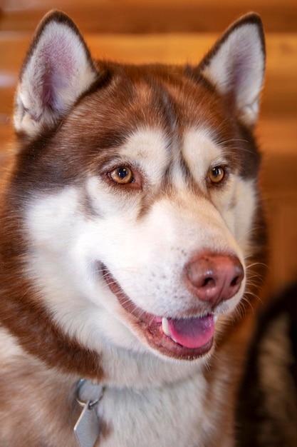 Portrait roter sibirischer Husky-Hund aus nächster Nähe.