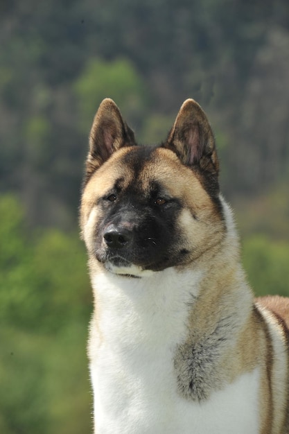 Portrait schöner Kopf des reinrassigen Hundes American Akita mit Waldhintergrund