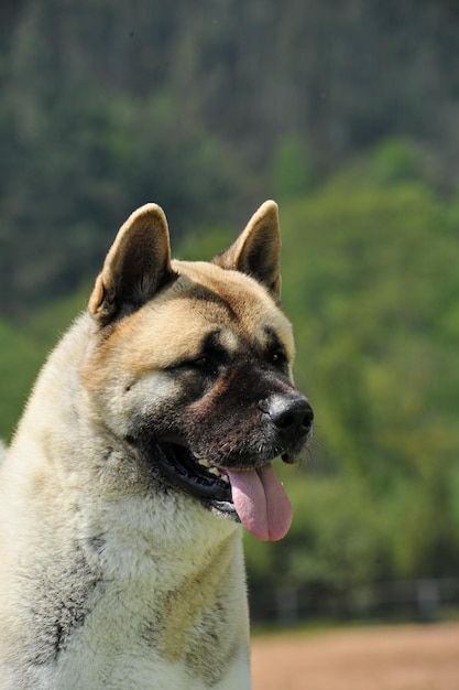 Portrait schöner Kopf des reinrassigen Hundes American Akita mit Waldhintergrund