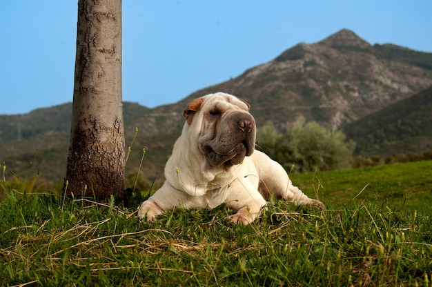 Portrait shar pei reinrassiger Hund auf dem Gebiet mit blauem Himmelshintergrund