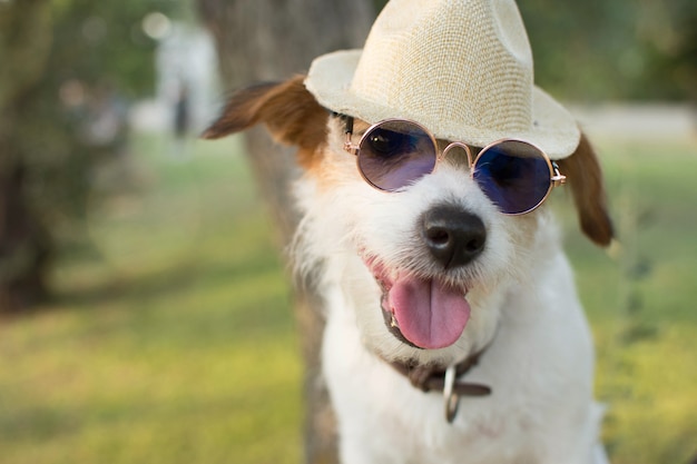 PORTRAIT-SOMMERHUND