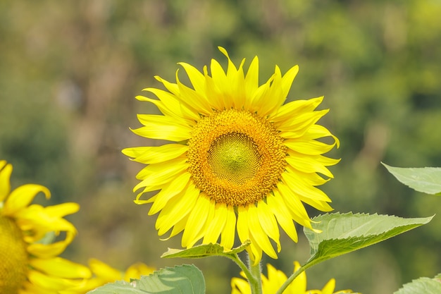 Portrait Sonnenblume.