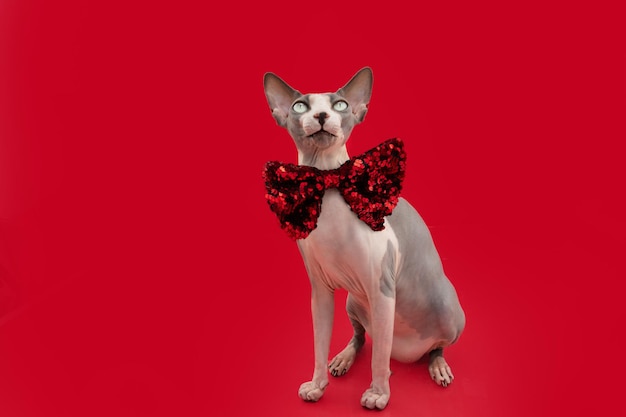 Portrait Sphynx-Katze feiert Valentinstag oder Weihnachten mit Fliege isoliert auf rotem Hintergrund