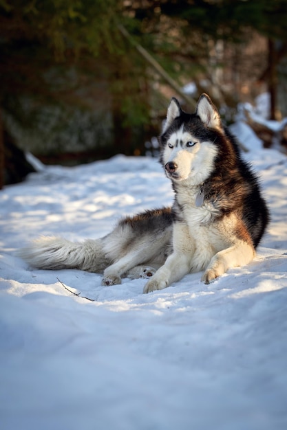 Portrait süßer Husky-Hund auf dem Schnee bei sonnigem Wetter