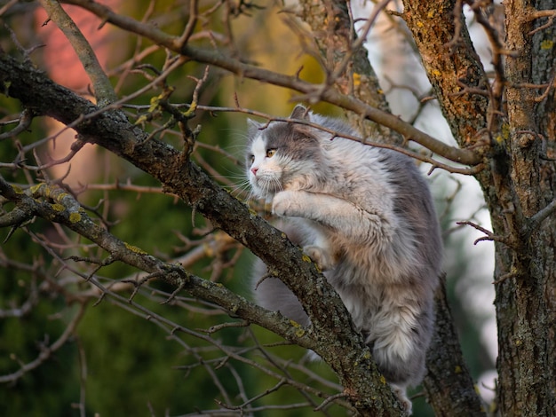 Foto portrait süßes kätzchen klettert zwischen ästen in einem garten schöne katze sitzt auf einem baum