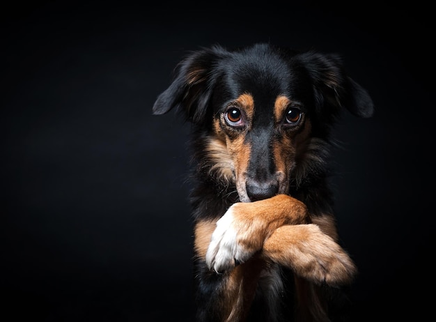 Portrait von Border-Collie isoliert auf schwarzem Hintergrund