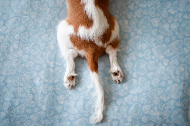 Portrait von Cavalier King Charles Spaniel Eine wunderschöne Hunderasse