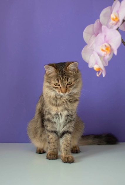 Portrait von charmanten grau gestreiften Katze auf lila Hintergrund Konzept von Haustieren Lustige Katze mit Blume Leer für Werbung Verkauf Tierklinik Platz zum Kopieren Neugieriges Haustier Vertikale Position