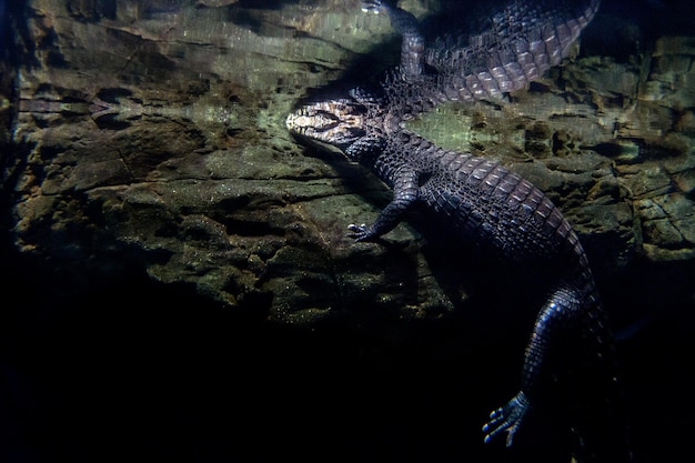 Portrait von dem Schwanz des Krokodils und des Alligators unter Wasser