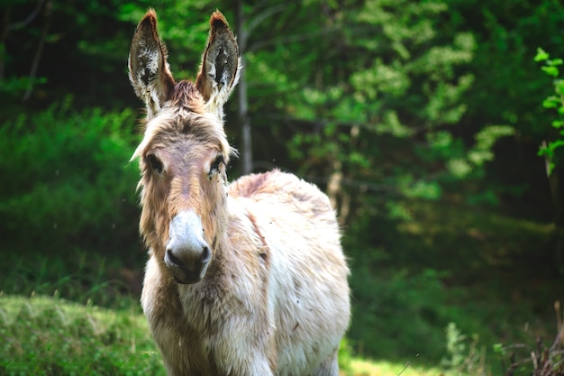 Portrait von Esel auf der Wiese