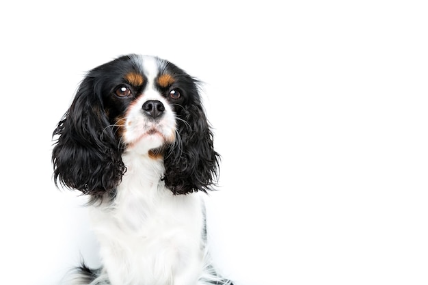 Portrait von niedlichen Cavalier Spaniel isoliert auf weißem Hintergrund kopieren