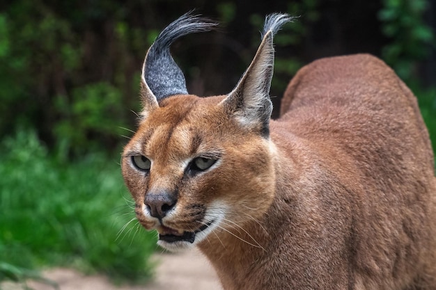 Portrait Wüstenkatzen Caracal Caracal Caracal oder afrikanischer Luchs mit langen getufteten Ohren