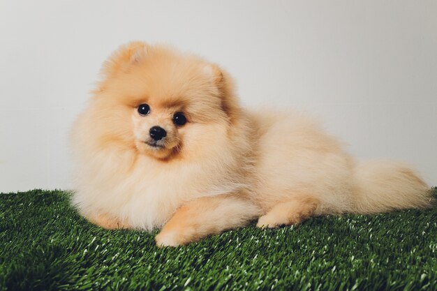 Portraite de lindo cachorro esponjoso de Pomerania Spitz. Perrito sonriente en blanco