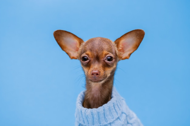 Portraite de lindo perrito en suéter en azul