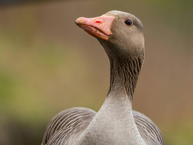 Portraitfoto der Graulag-Gans mit verschwommenem Hintergrund