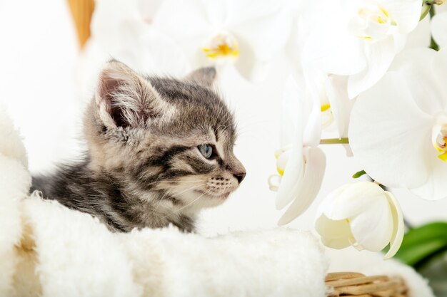 Portrat gatito. Lindo gatito atigrado gris sentado en una canasta de mimbre en cuadros blancos como regalo huele el aroma de las flores de orquídeas blancas. Gatito recién nacido Bebé gato Niño animal doméstico. Mascota casera. Acogedora casa de invierno.