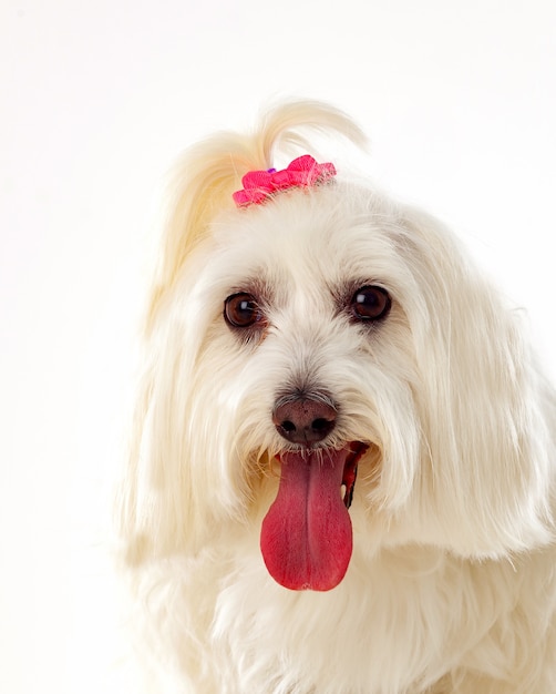 Portratit de um cão branco com cabelos longos e um rabo de cavalo