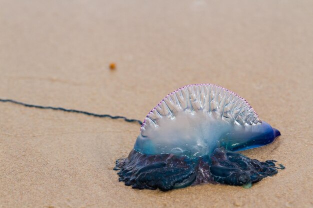 Portugiesischer Mann O Krieg Quallen am Strand von South Padre, TX.