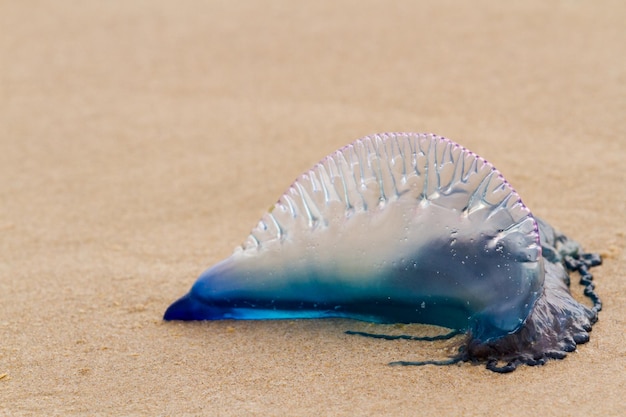 Portugiesischer Mann O Krieg Quallen am Strand von South Padre, TX.