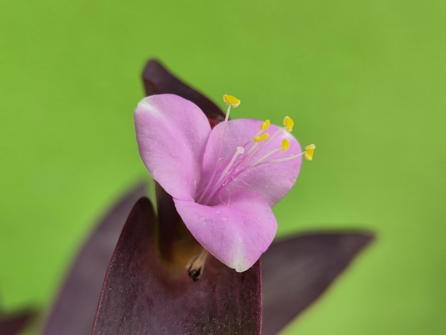 Foto portulaca grandiflora-baum mit blüte