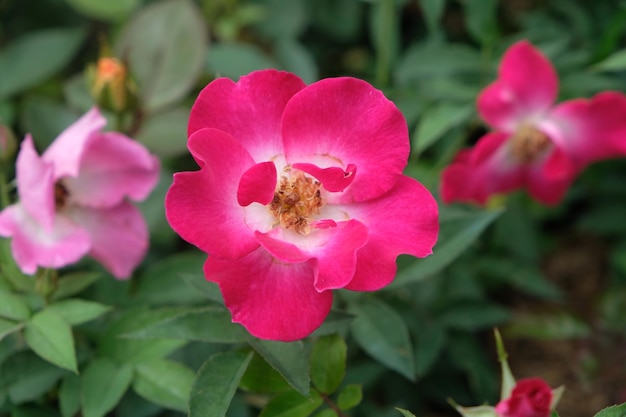 Foto portulaca grandiflora es una planta con flores suculentas de la familia portulacaceae. verdolaga rosa de musgo