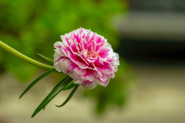 Portulaca grandiflora (Moosrose, Sonnenpflanze, Sonnenrose), eine bunte Blüte, Blütenblätter überlappend in Schichten gestapelt, die variabel und mehrfarbig sind.