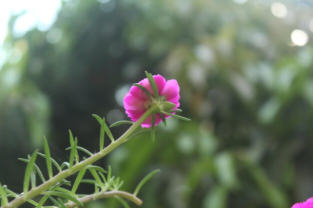 Portulaca Grandiflora Moss Rose closeup Flower Garden foto stock Blooming Rose Beautiful Nature