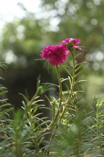 Portulaca grandiflora Moss Rose closeup Flower Garden stock photo Blooming Rose Hermosa naturaleza