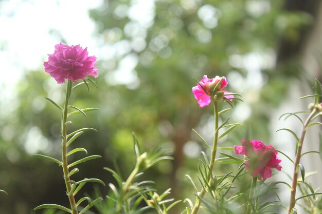 Portulaca grandiflora Moss Rose closeup Flower Garden stock photo Blooming Rose Hermosa naturaleza