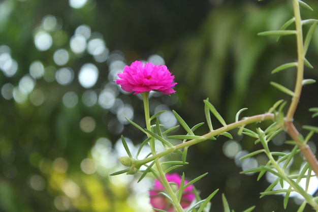 Portulaca Grandiflora Moss Rose Nahaufnahme Blumengarten stock Foto Blühende Rose Natur Hintergrund