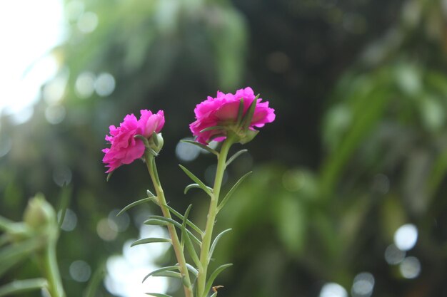 Portulaca Grandiflora Moss Rose Nahaufnahme Blumengarten stock Foto Blühende Rose