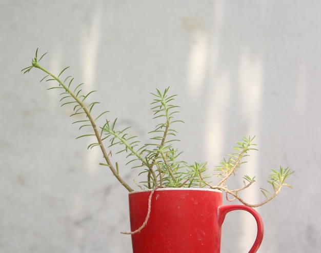 Portulaca Grandiflora Moss Rose Plant em uma caneca vermelha closeup Flower Plant foto de stock