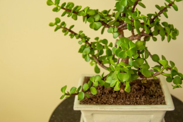 Portulacaria afra o elefante Bush Bonsai Portulacaria