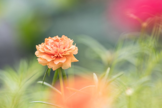 el portulaka grandiflora