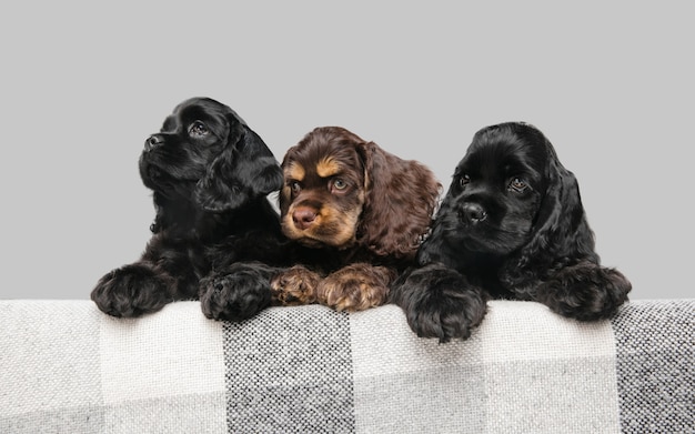 Posando de filhotes de cocker spaniel americano. Bonitos cachorrinhos preto-escuro ou animais de estimação brincando no fundo cinza. Pareça atencioso e brincalhão. Foto de estúdio. Conceito de movimento, movimento, ação. Copyspace.