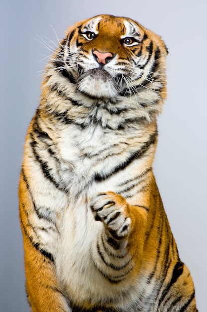 Posando de tigre isolado.