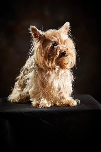 Foto posando de yorkshire terrier.