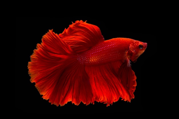 Pose de peixe betta, peixe siamês vermelho no fundo balck