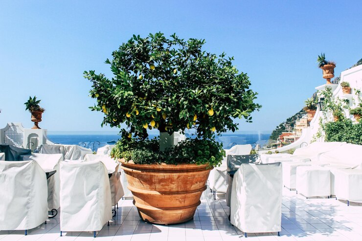 Positano Italia Árbol de limón en la costa de Amalfi