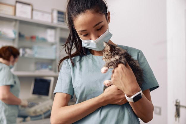 Positiver asiatischer Tierarzt hält entzückendes Kätzchen im modernen Klinikbüro