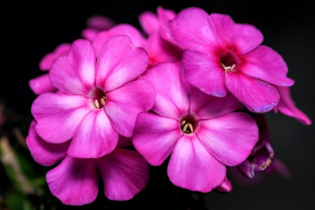 Postal de arte fotografía macro flor de otoño en tonos lilas sobre un fondo oscuro