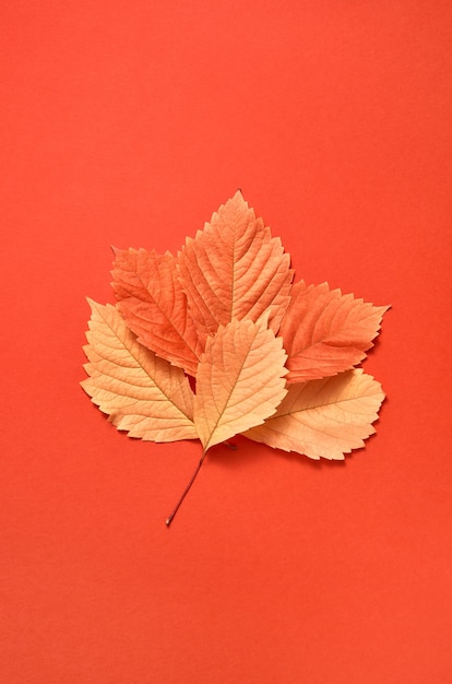 Postal de felicitaciones hecha a mano a partir de coloridas hojas de otoño sobre un fondo de coral con sombras suaves, copie el espacio. Endecha plana.