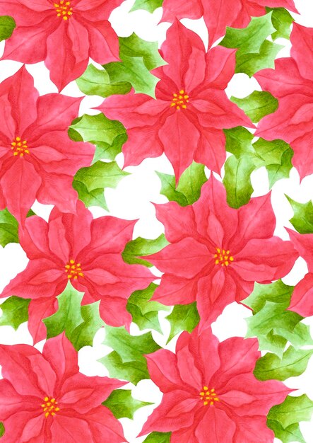 Postal de flores de poinsettia acuarela dibujada a mano aislada sobre fondo blanco. Puede usarse para invitaciones de portada de libros de carteles y otros productos impresos.