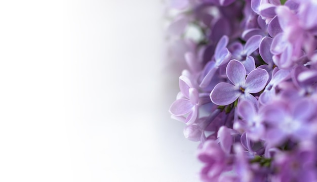 Postal con lilas con espacio para texto