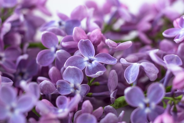 Postal con lilas moradas Hermosas flores de primavera