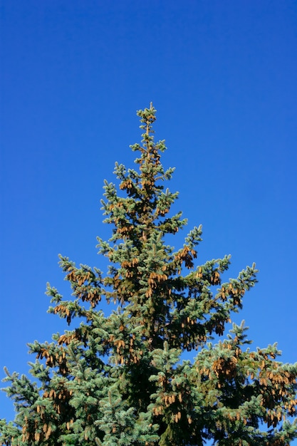 Postal de Navidad. pino con conos en el cielo azul